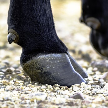 keratine de sabot d'animaux