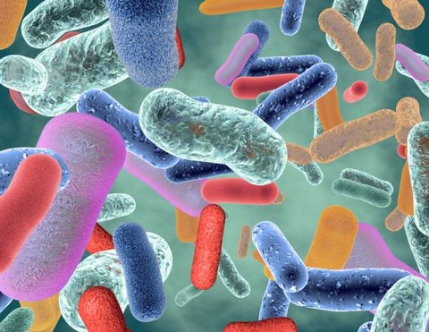 Microbiote intestinal