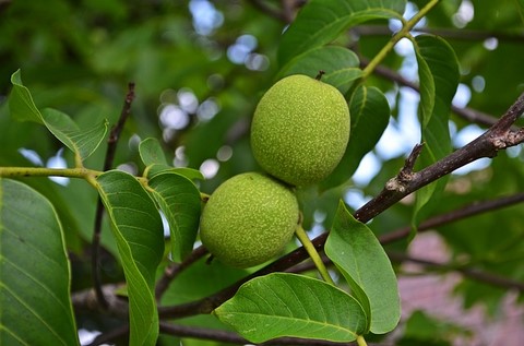 Arbre a savon