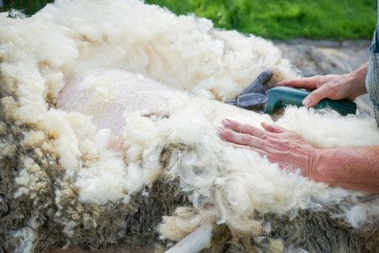 Tonte de laine de mouton